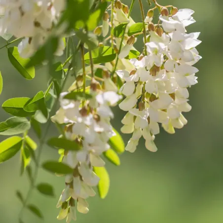 Jerlín japonský (Sophora japonica)